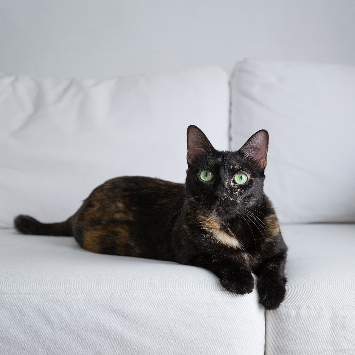 Modkat flip hot sale cat litter box